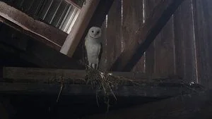 The Owl still