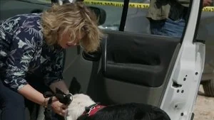 The dog is man's best friend still