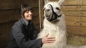 Skunks and Llamas still