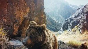 Bears still