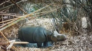 Rhinos still