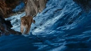 Leopards still