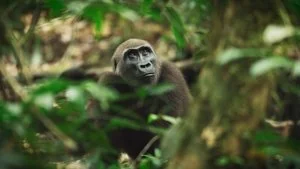 Gorillas still