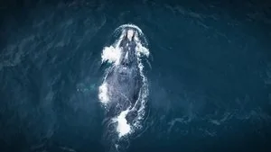 Whales still