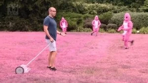 Pity in Pink still